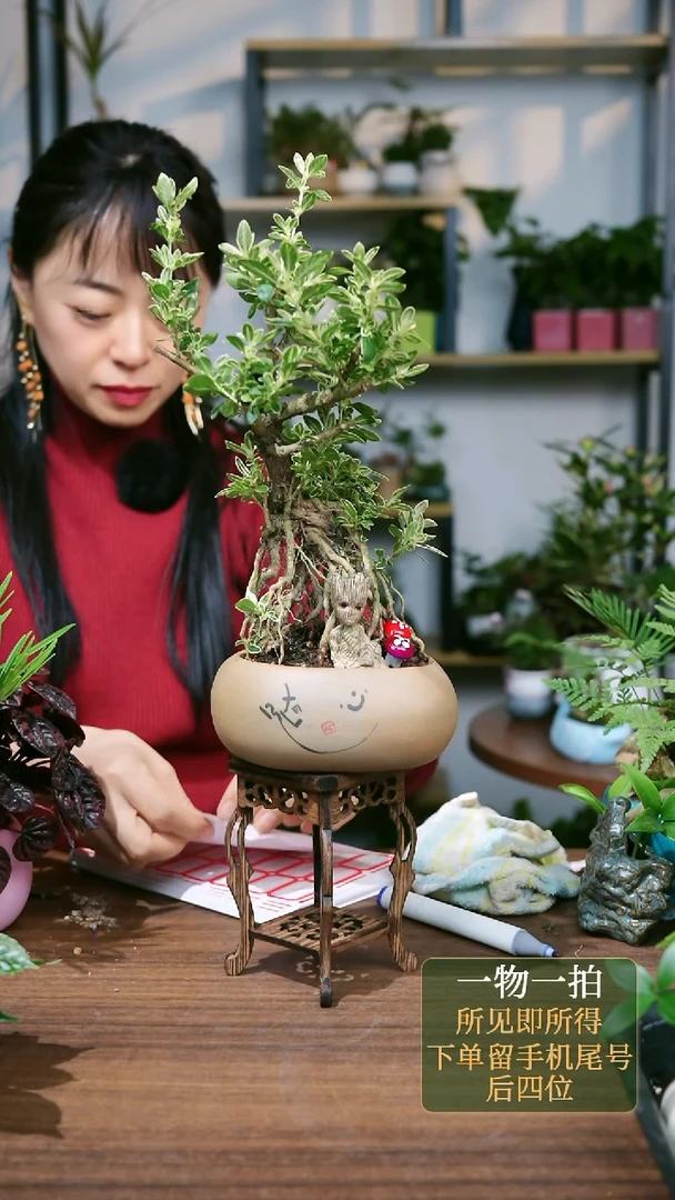 【闪购商品】51--2156六月雪提根格鲁特