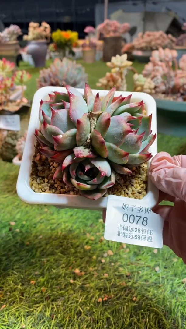 【闪购商品】0078a