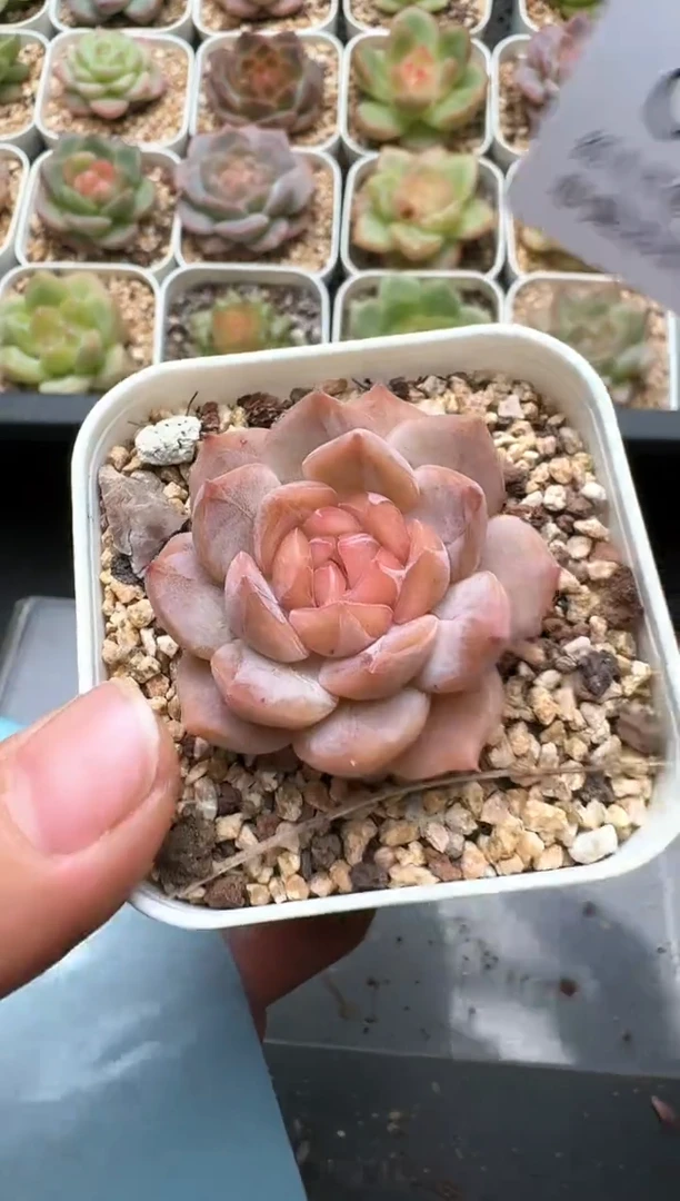 140C云禹多肉植物 带盆土纸巾打包 3颗包邮