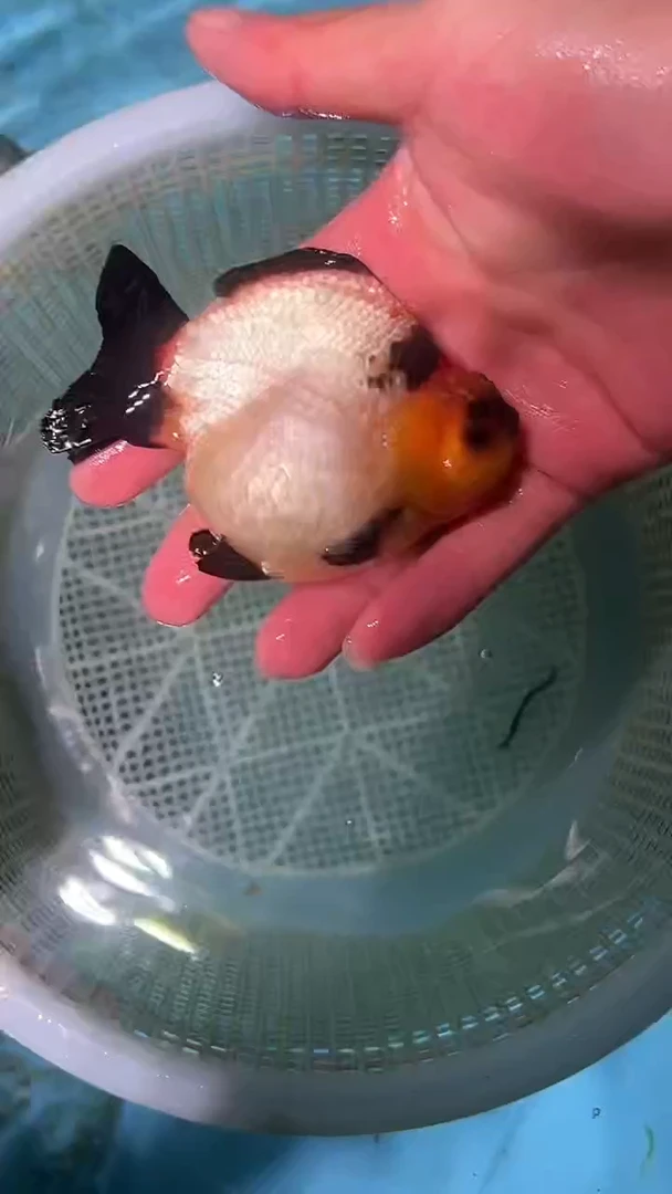 金鱼2单包邮  售后开箱视频