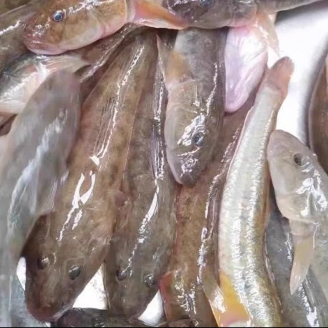 北方天润 活鲜胖头鱼（±20克）