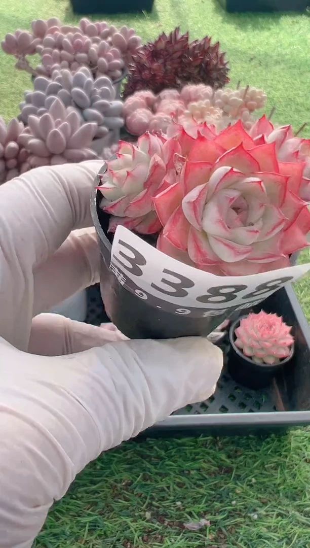 【闪购商品】信福多肉一物一拍