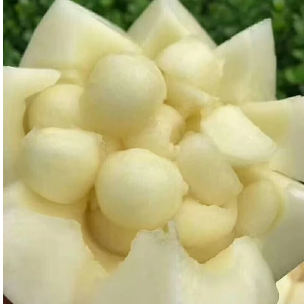 陕西阎良头茬甜瓜新鲜当季水果酥脆清甜现采现发