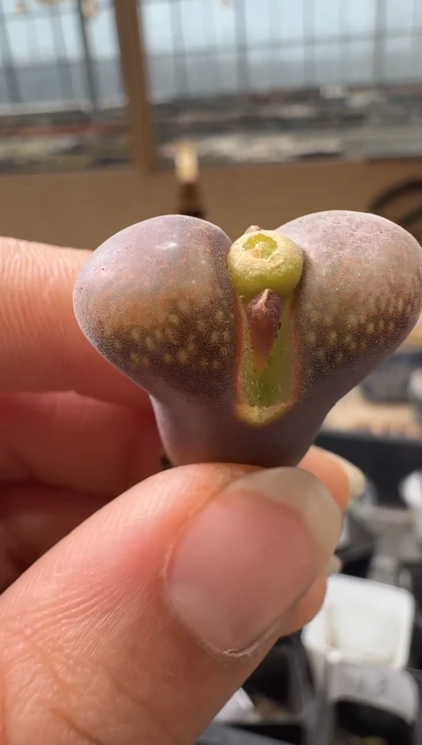 29-142多肉植物肉锥