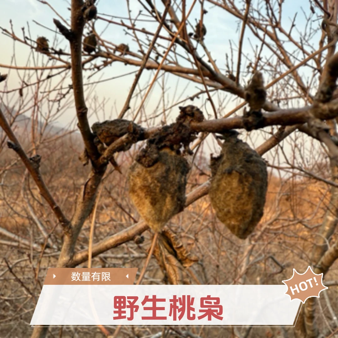 野生桃枭桃核现摘现发最后两天
