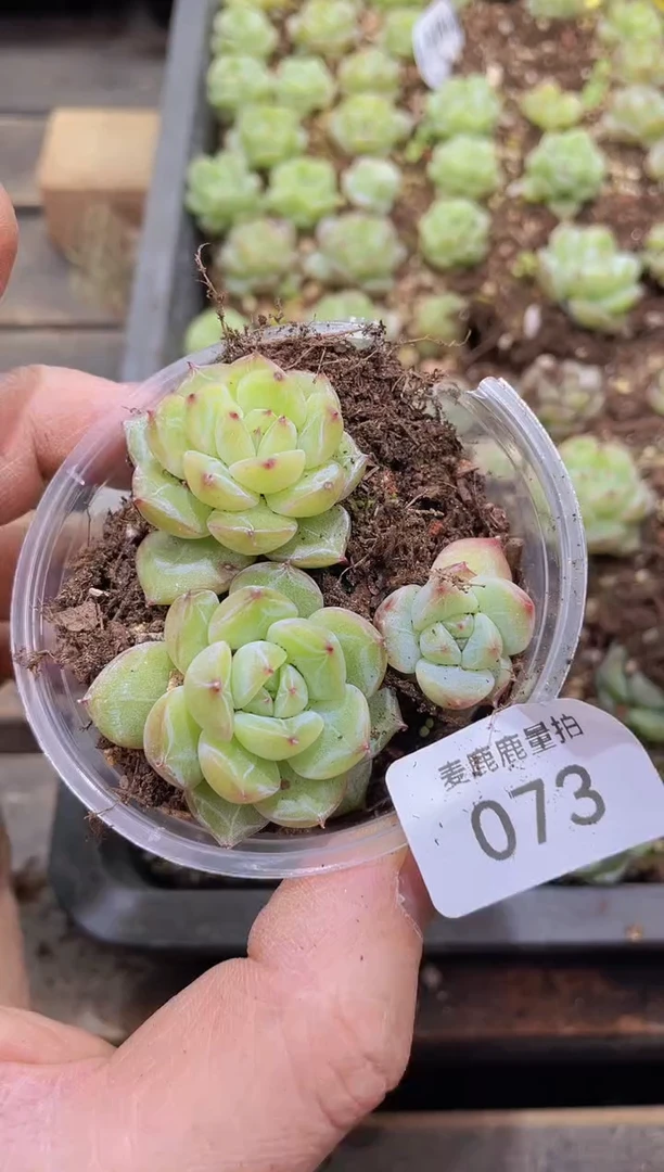 【闪购商品】073雪花珍妮保3量拍