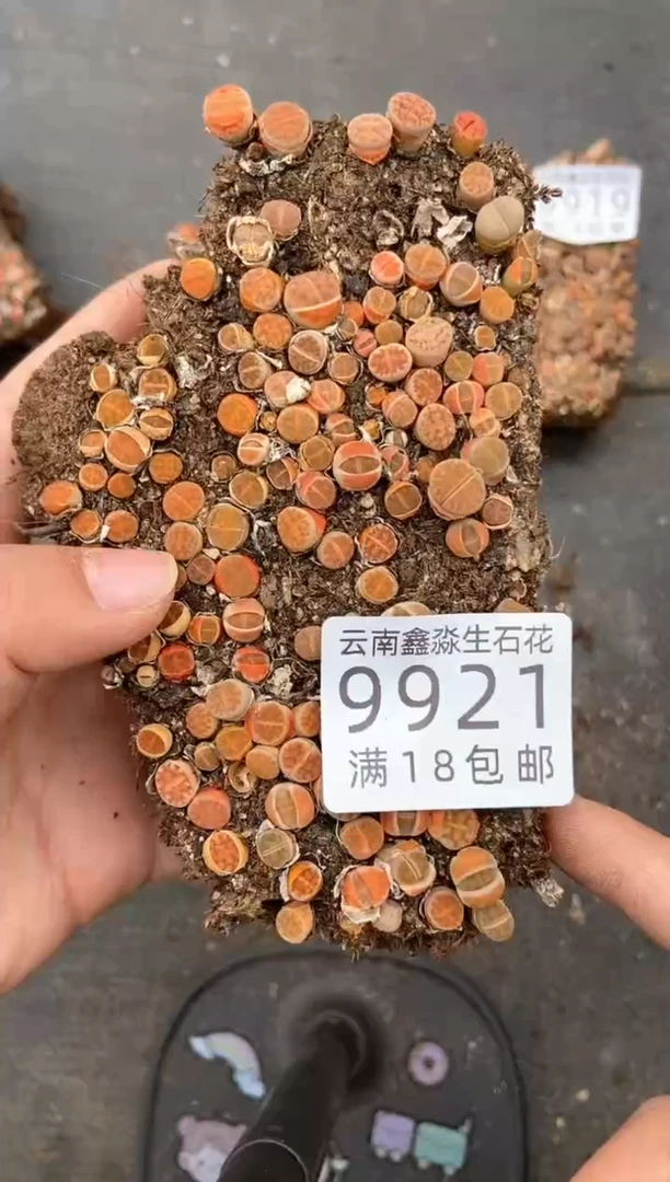 9921特价切糕微瑕