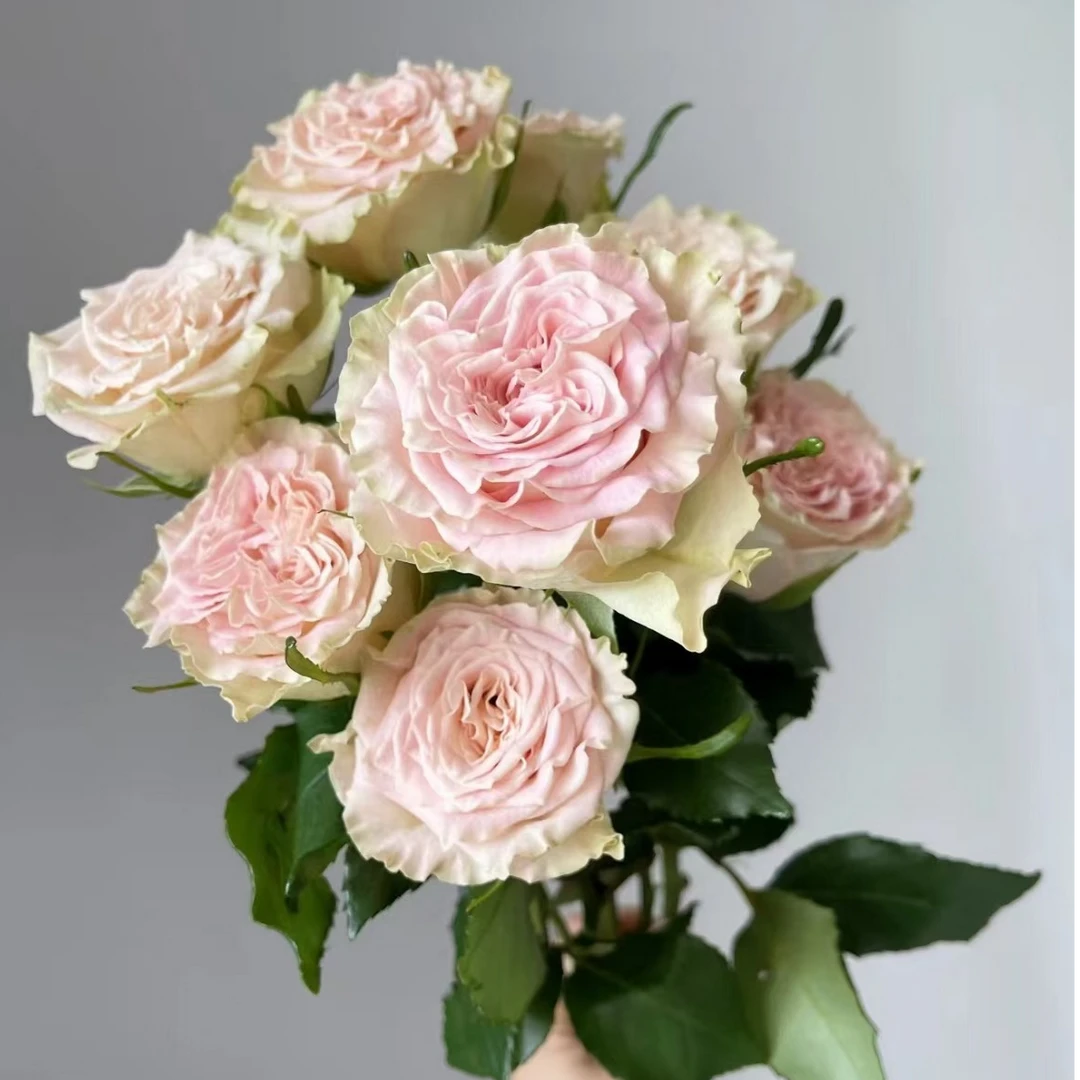 （A级 单头上官婉儿）玫瑰云南基地直发生活鲜花