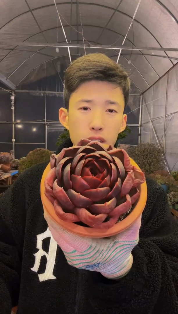 红灯多肉植物