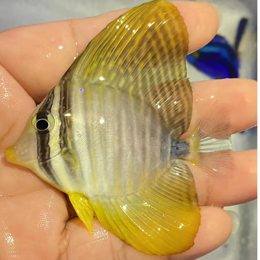 检疫好的大帆吊检疫时间1个半月以上【报损须提供完整的开箱视频】