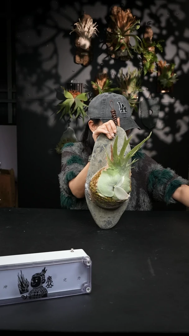 不开花植物LC1203-13（1）云雾之心