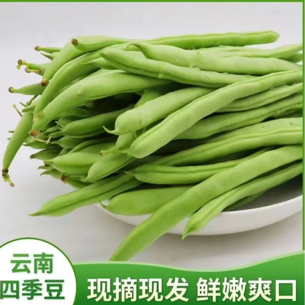 【专属链接2】云南高山四季豆新鲜采摘农家豆角农家种植新鲜当季蔬