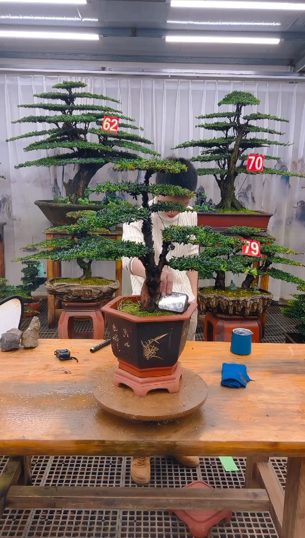 无花朵精品盆景直播间一物一拍