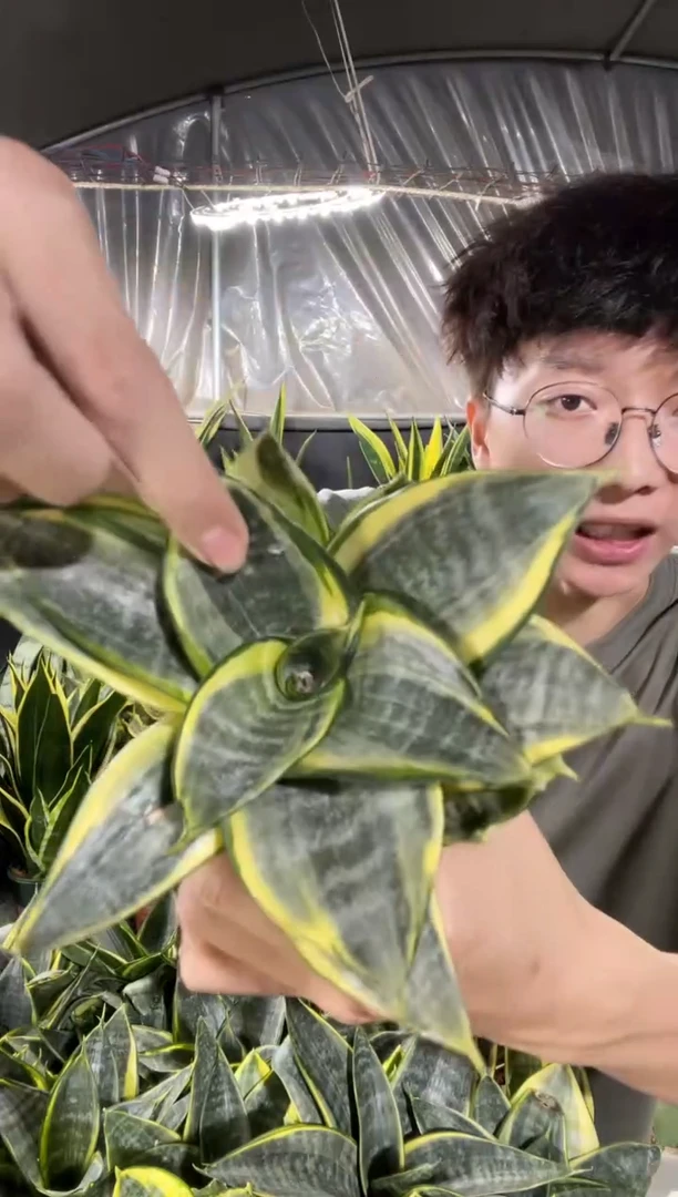 灰哈尼硬叶带盆土15.8