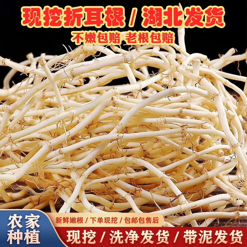 现挖新鲜折耳根生鲜蔬菜鱼腥草猪鼻孔嫩芽嫩根特色农家菜野菜