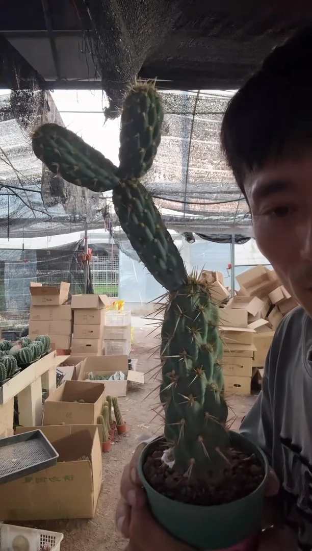 裂刺柱=============