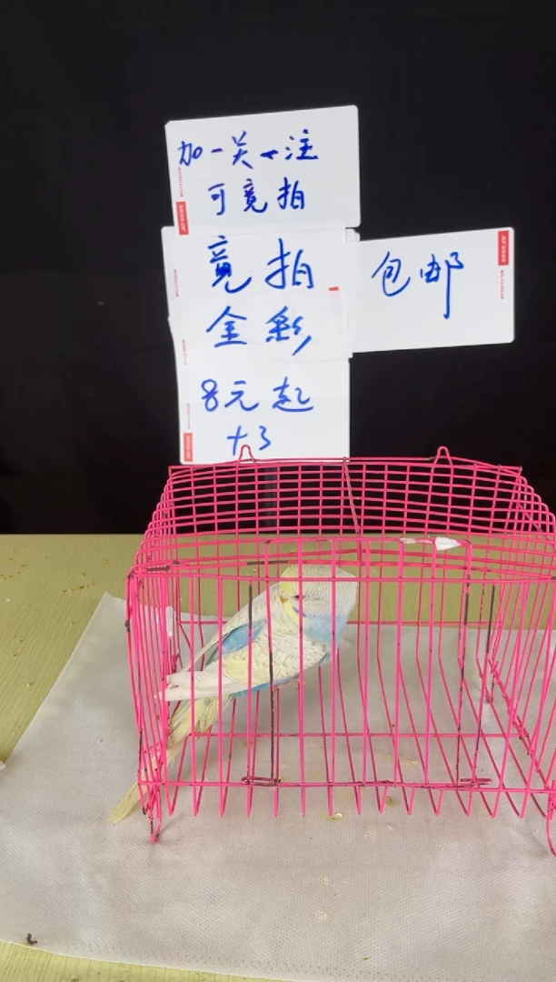 虎皮鹦鹉特色金彩