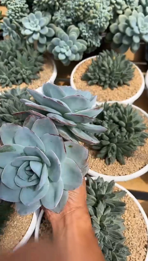 布鲁蓝