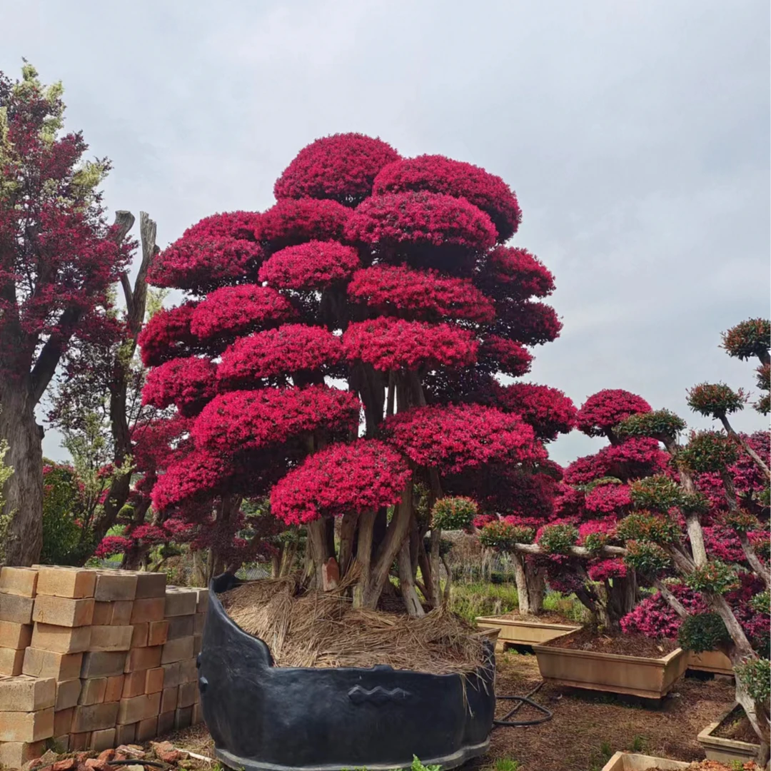 造型桩景红花继木适合别墅庭院栽种四季常红