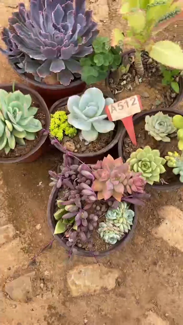 A512闪购清风花木兰多肉组合脱土发货