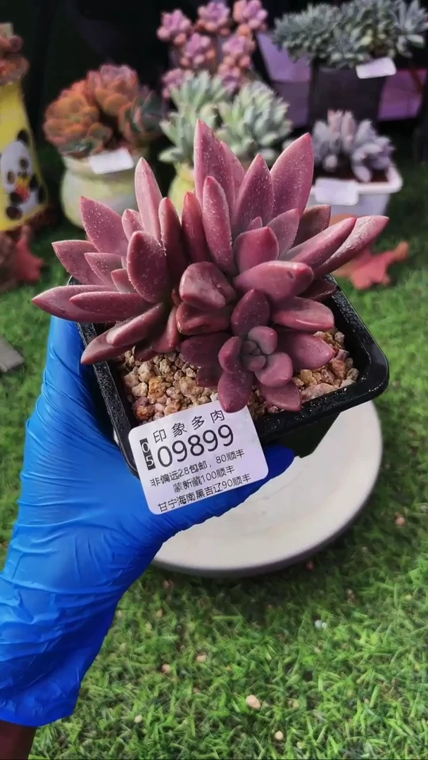 昆明印象多肉09899