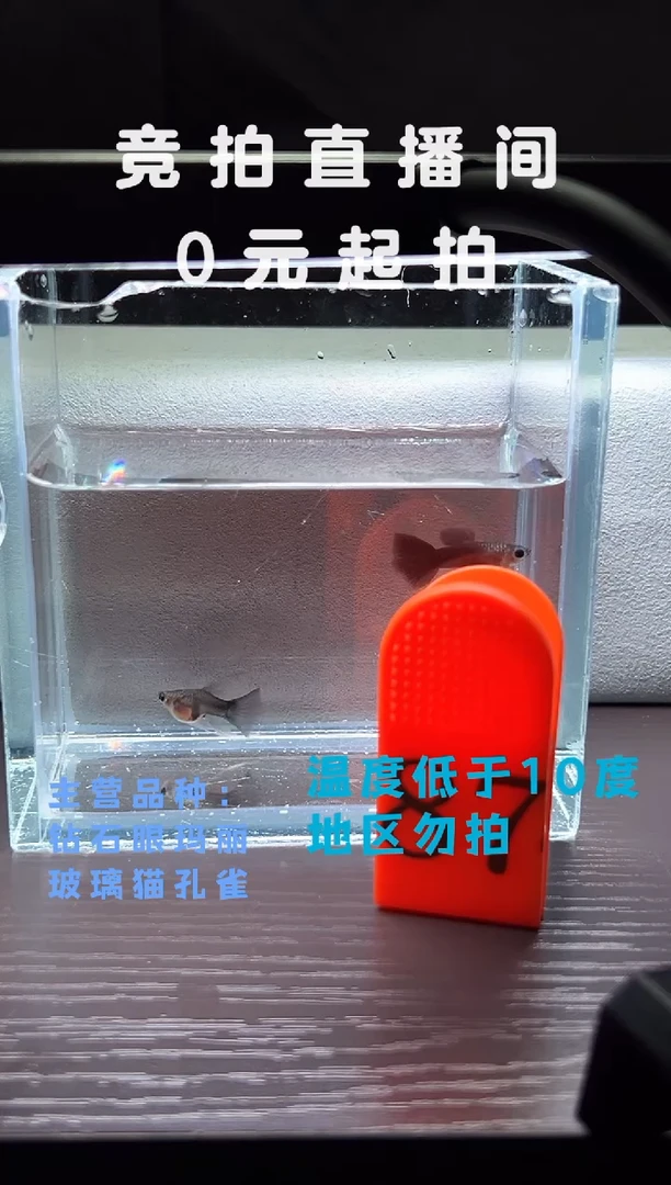 孔雀鱼蓝礼服玻璃C一对编号87