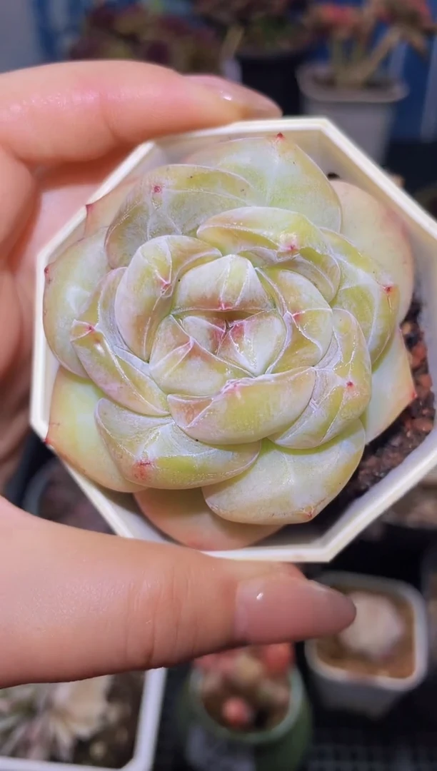 【闪购商品】266果冻