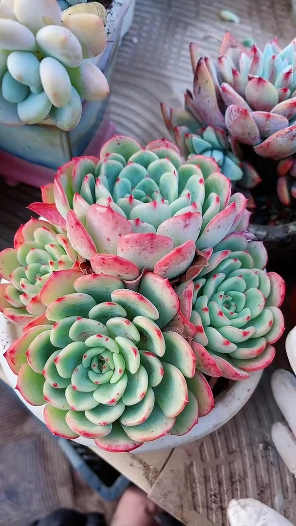 【闪购商品】17131