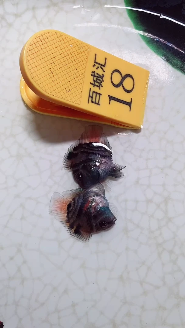 鹦鹉鱼99999999999999999999