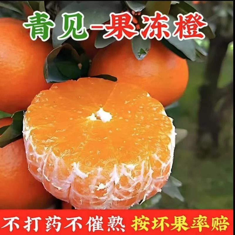 青见果冻橙橙子整箱新鲜采摘直发新鲜应季薄皮水果桔子m