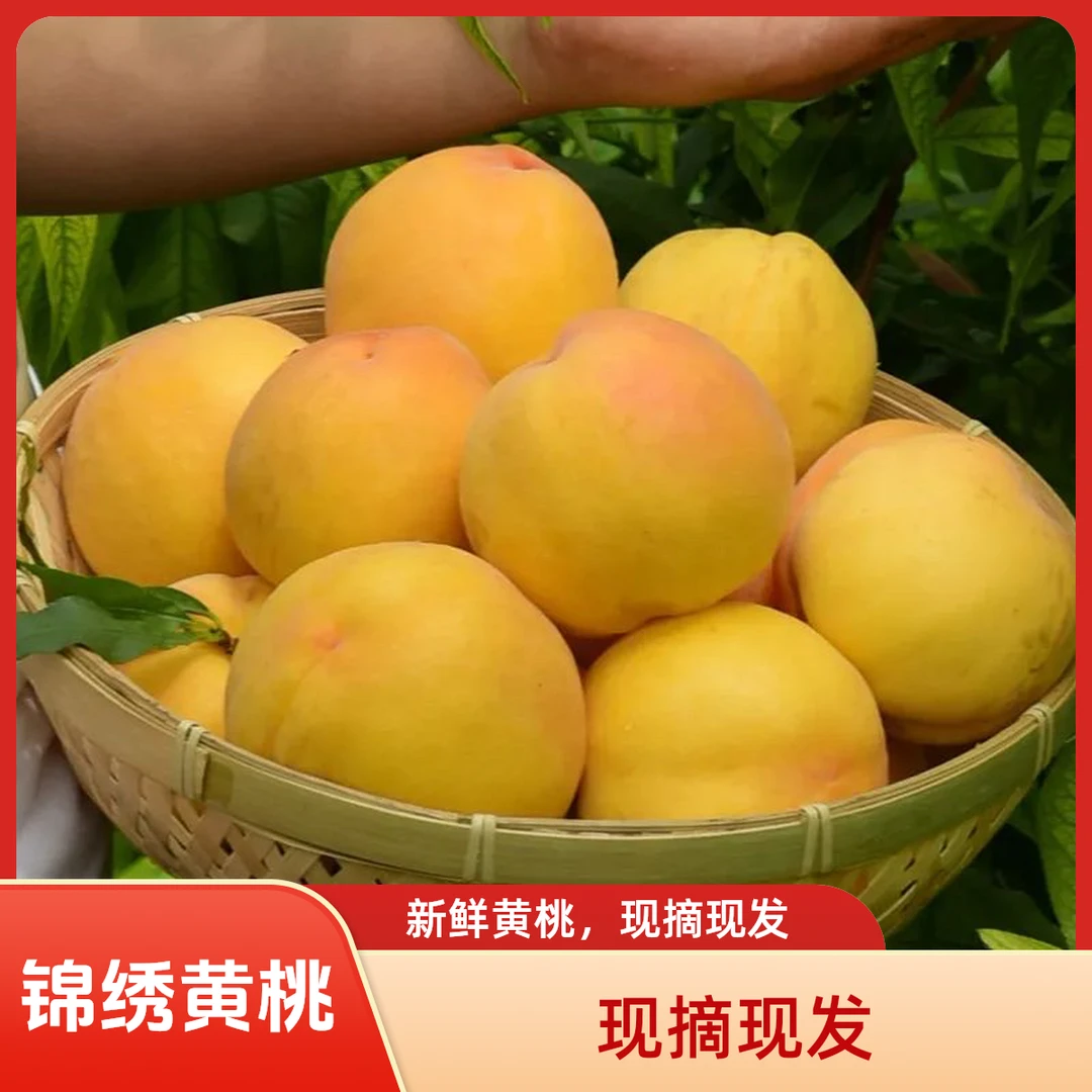 【张张哇】四川宜宾屏山锦绣大黄桃新鲜应季水果脆甜多汁