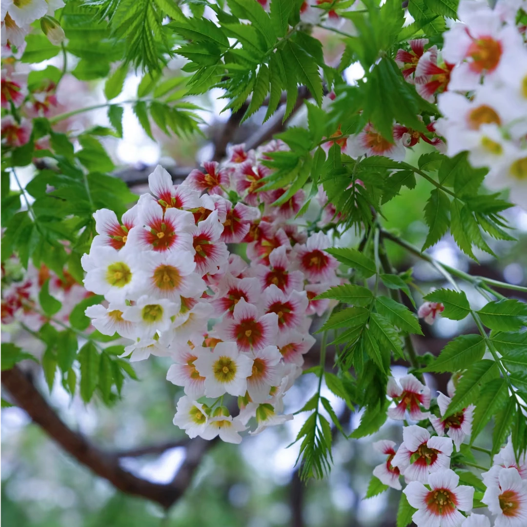 【文冠花种子】四季种植盆栽地栽阳台小院种植