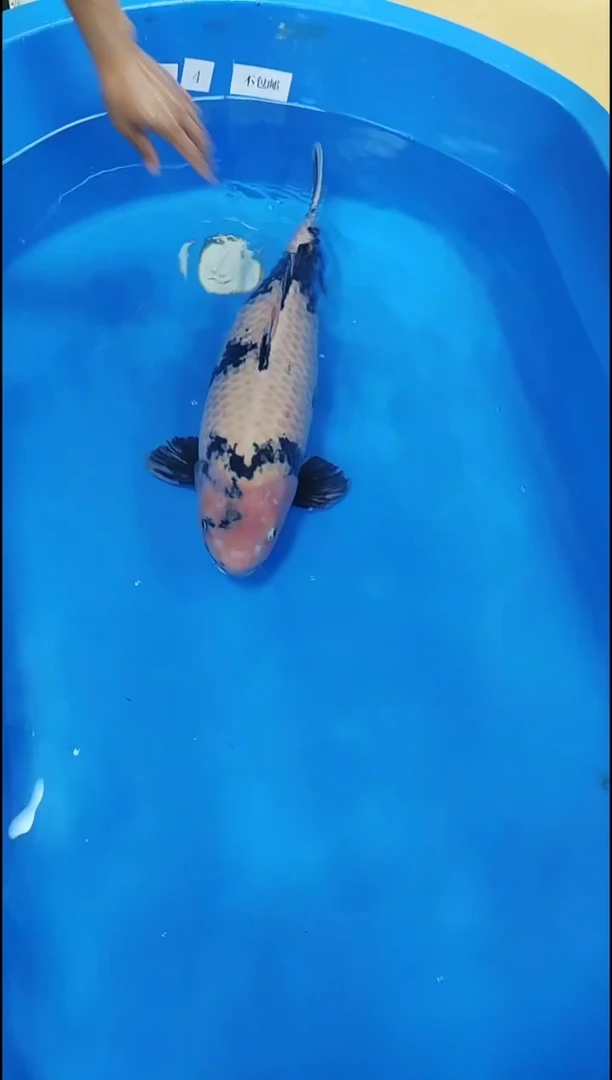 锦鲤【11.14直播】74号鱼不包邮