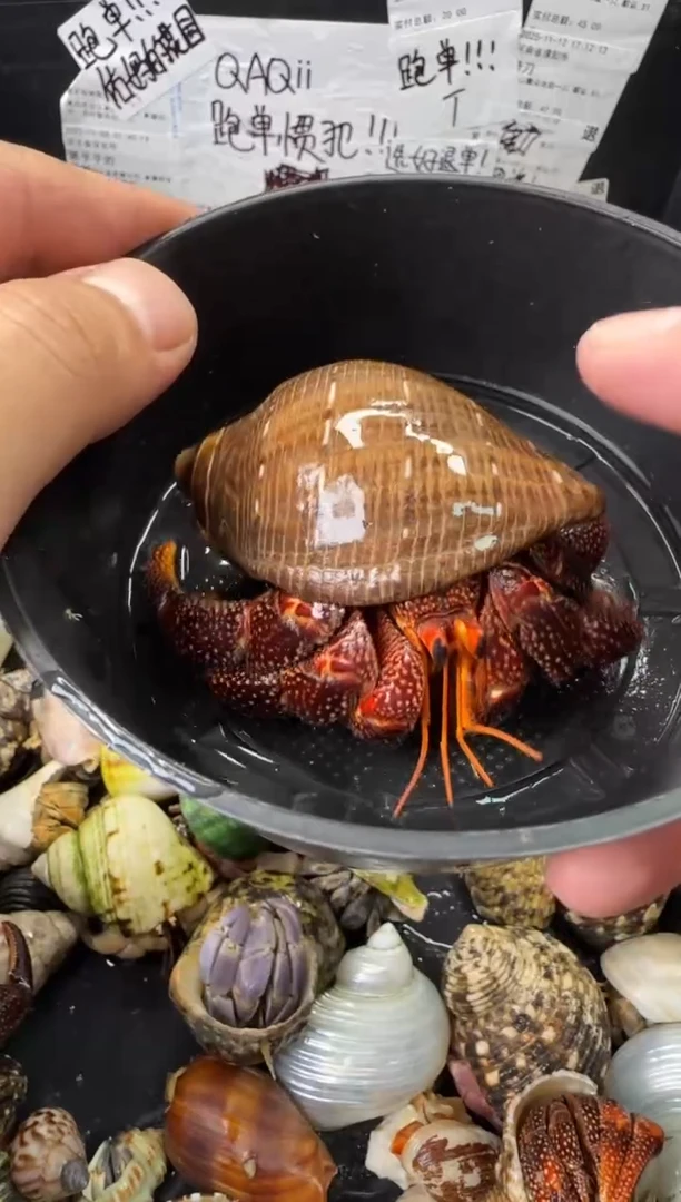 3.8口磨尖黑莓一只