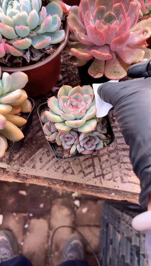 人****辉多肉植物一物一拍24204