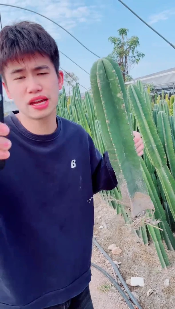 【闪购商品】【带根】30cm 量天尺