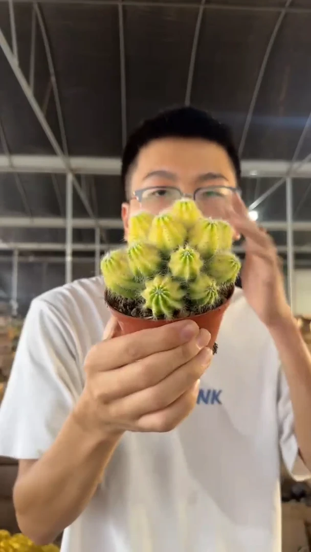 多头 银光锦【带根】