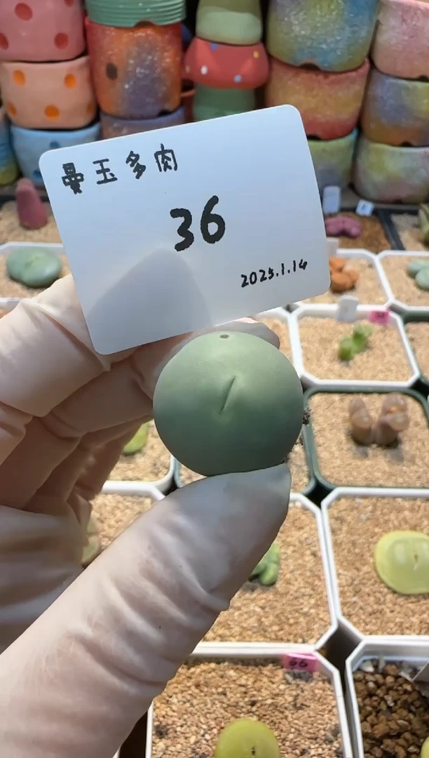 【闪购商品】25.1.14-36