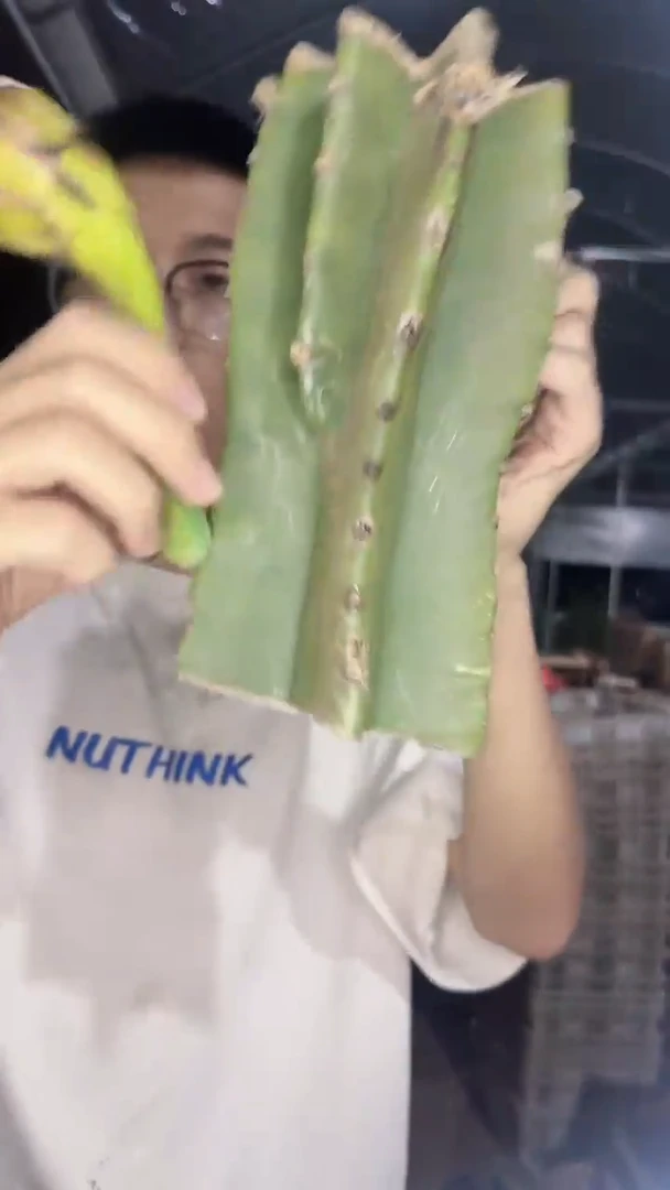 2颗 20cm 母本 量天尺【无根】