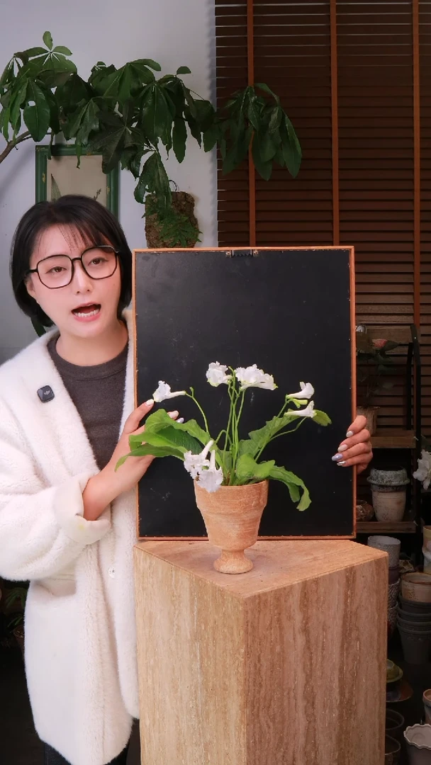 全部花朵 堇兰 白色系 带盆 种好发货 顺丰包邮