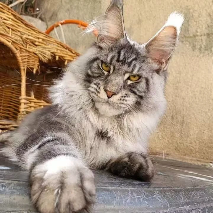 缅因猫专拍连接（非全款）