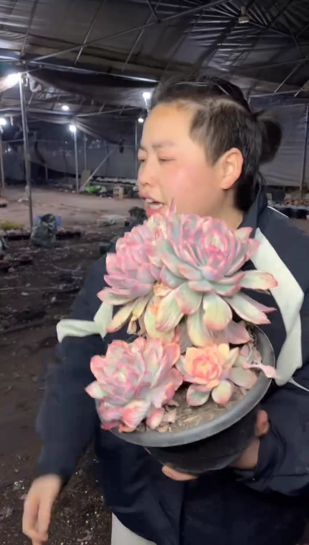 【闪购商品】13-绮罗粉锦35