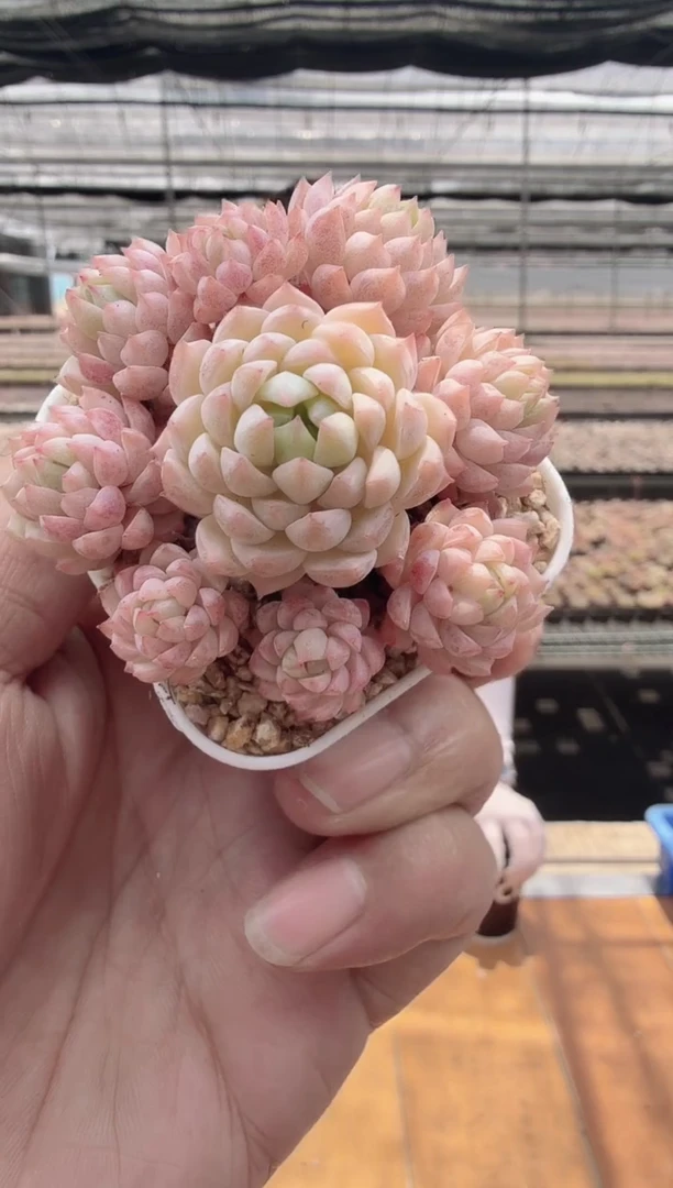 东云多肉园新款-50