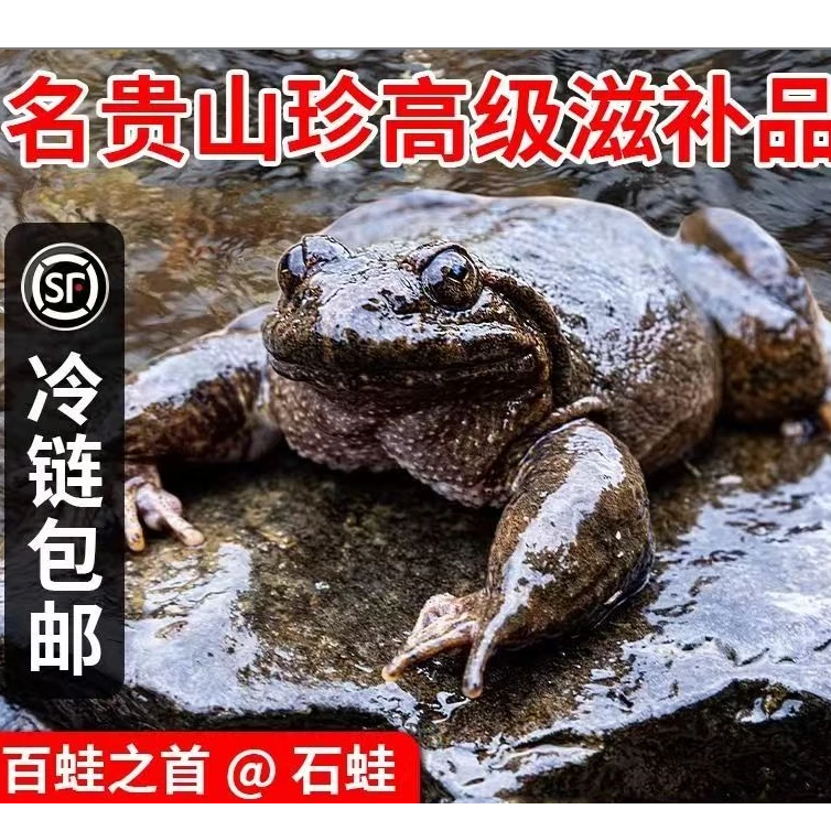 山泉水养殖石活蛙，名贵山珍棘胸活蛙，顺丰包邮鲜活到家