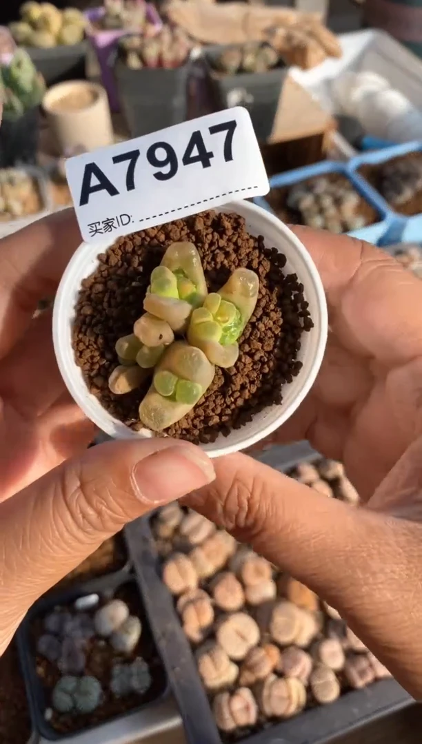 【闪购商品】7947直播一物一拍