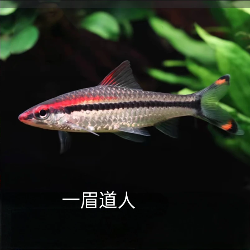中号一眉道人 观赏鱼小型热带南美精品灯科鱼淡水鱼 好养易活