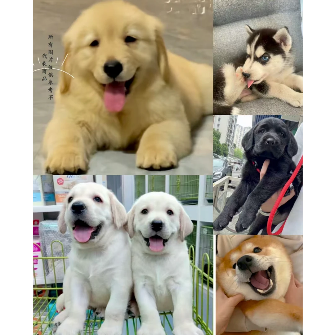 （兄弟犬舍）沙滩金金毛 拉布拉多 哈士奇 柴犬 活体链接