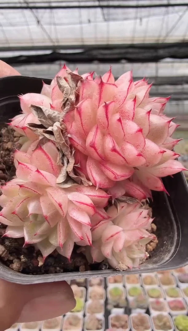 东云多肉园新款-34