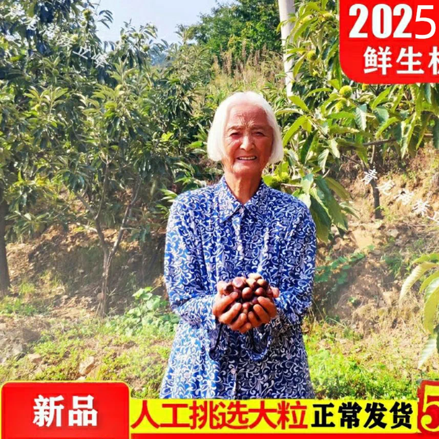 2025年青龙油栗 板栗新鲜生秦皇岛特产 产地直供青龙油栗子燕山