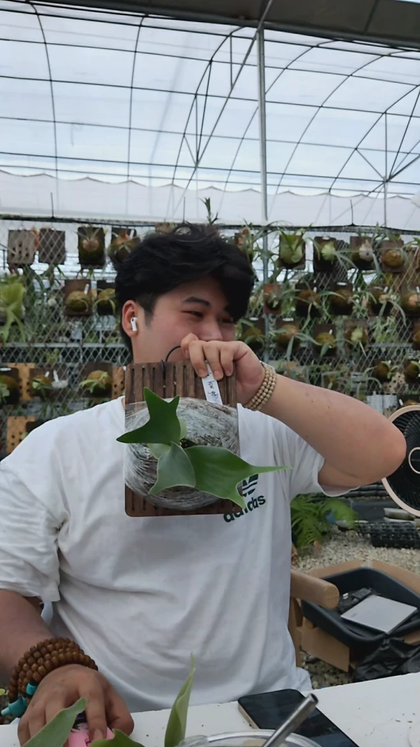 不开花植物pumila kew garden孢子苗龙骨芽